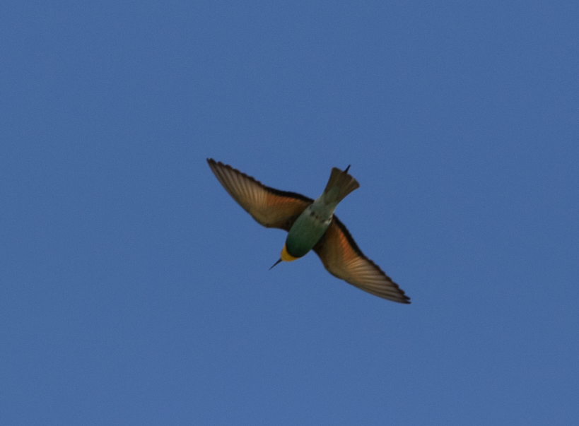 European Bee-eater - ML552150581