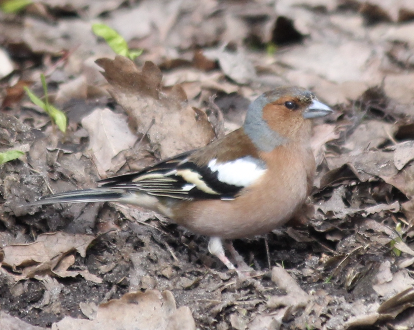 Common Chaffinch - ML552150591