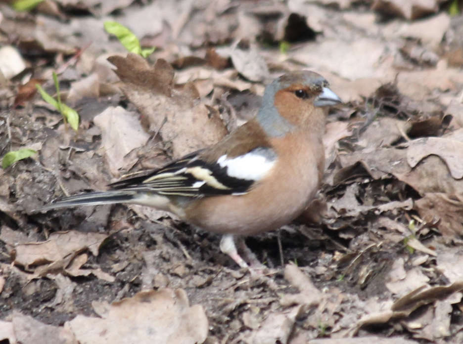 Common Chaffinch - Scott Smith