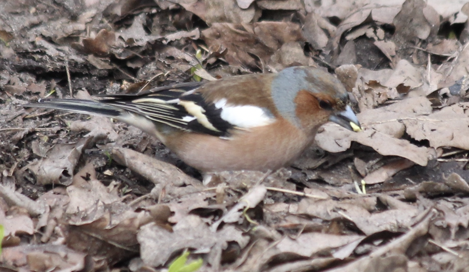 Common Chaffinch - Scott Smith