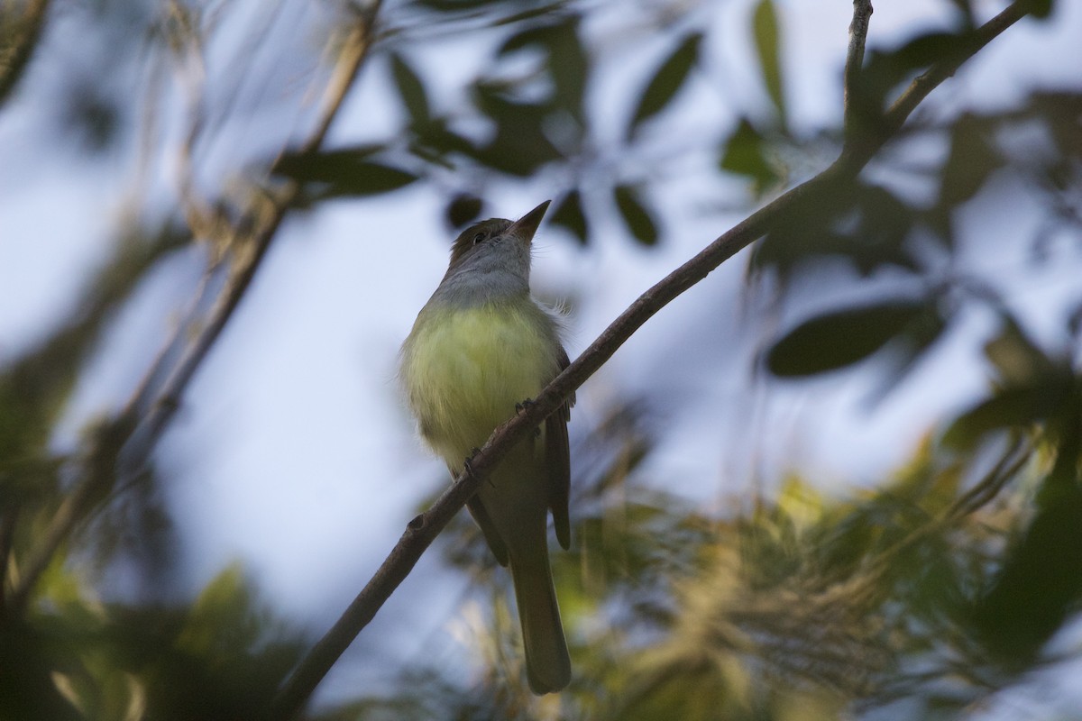 Great Crested Flycatcher - ML552150821