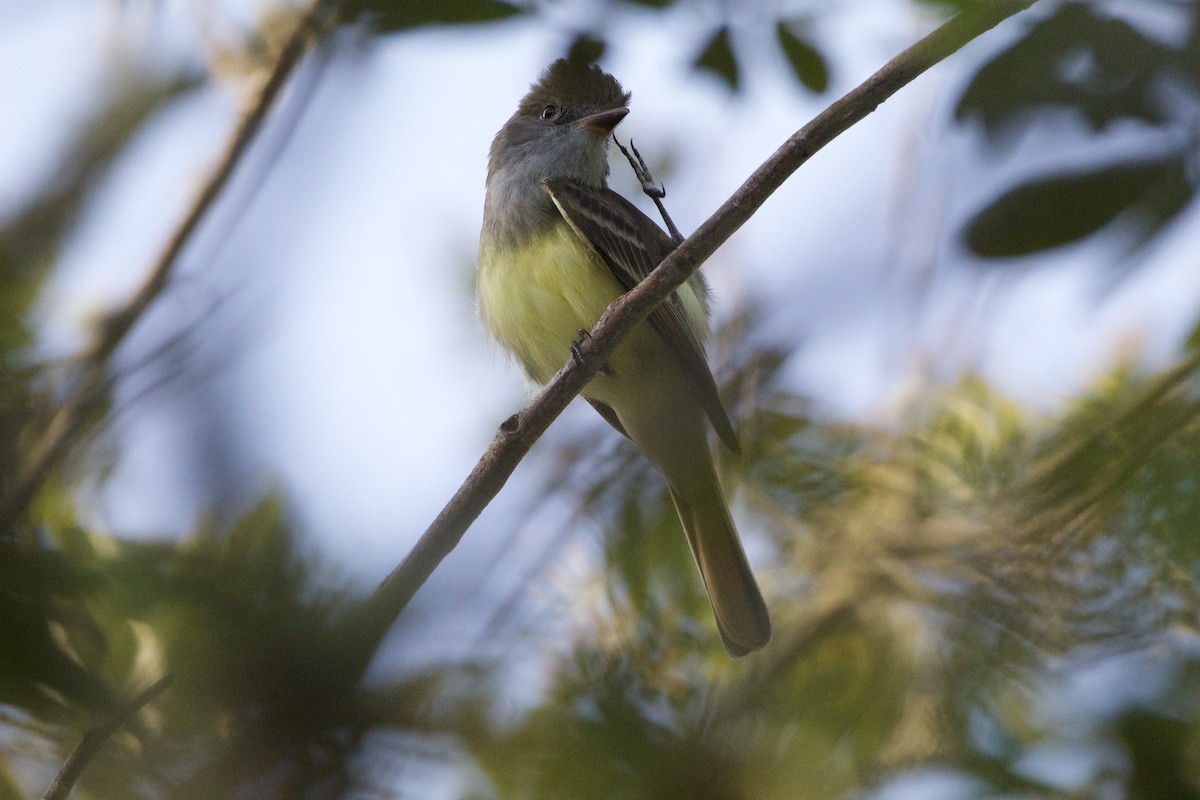 Great Crested Flycatcher - ML552150831