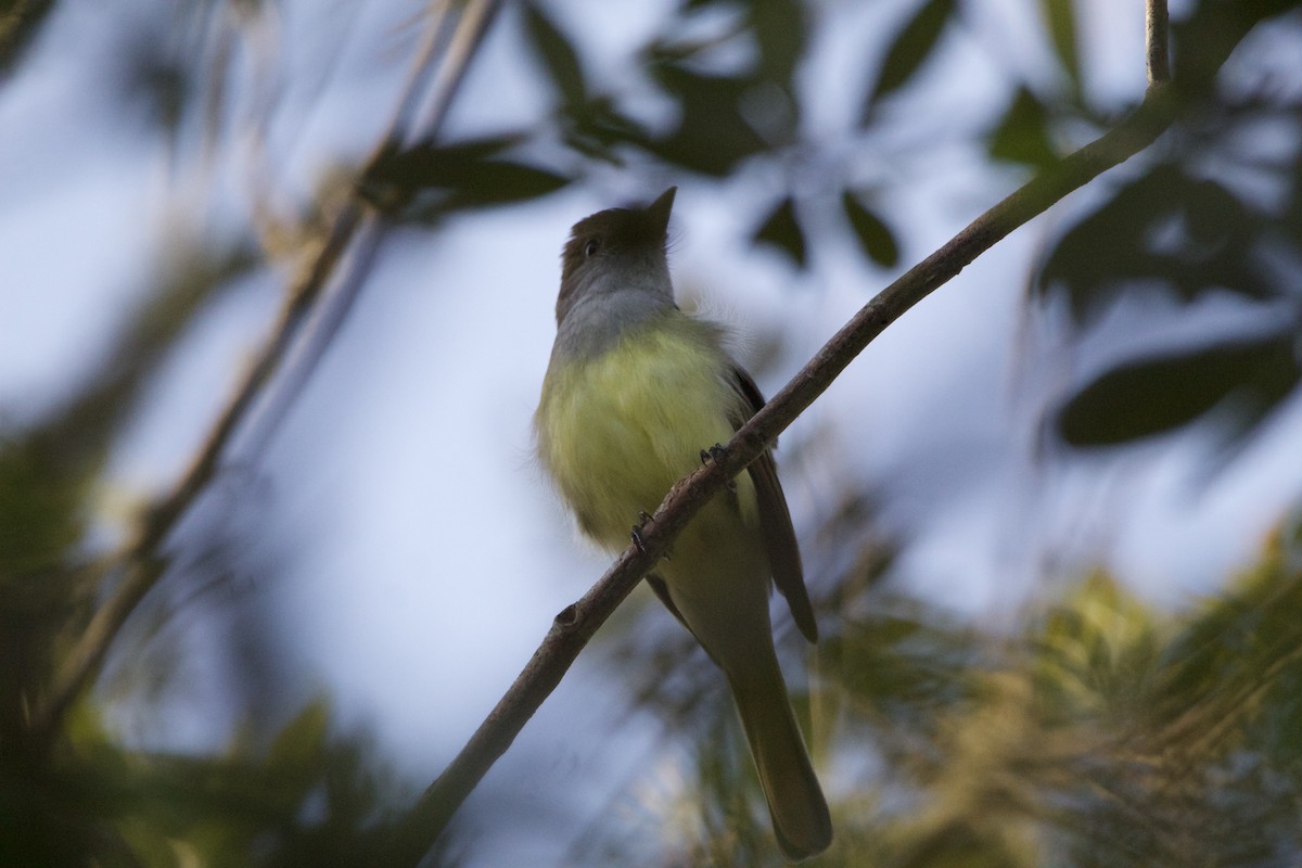 Great Crested Flycatcher - ML552150841