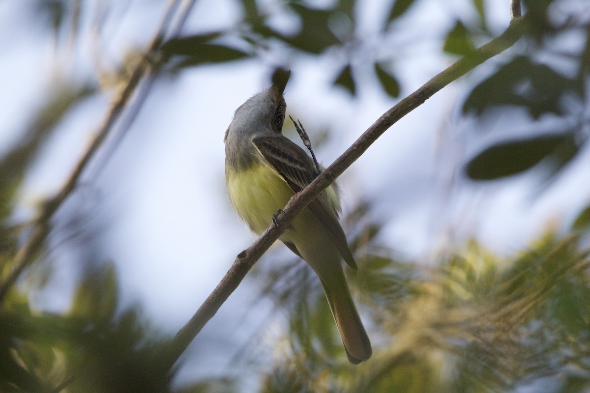 Great Crested Flycatcher - ML552150851