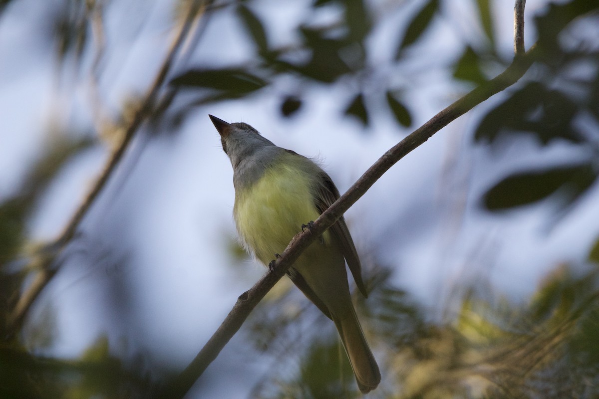 Great Crested Flycatcher - ML552150861