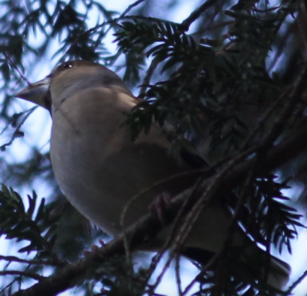 Hawfinch - Scott Smith