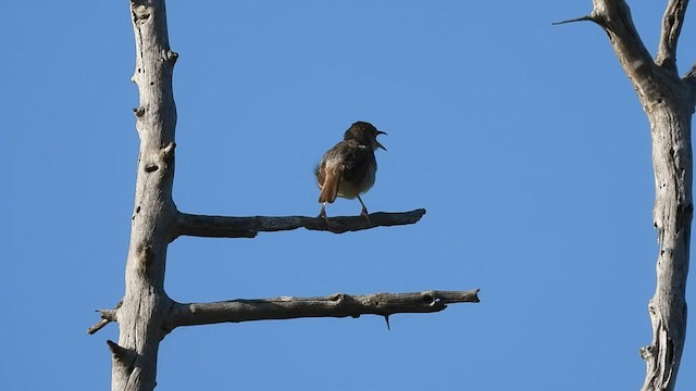 Rattling Cisticola - ML552151481