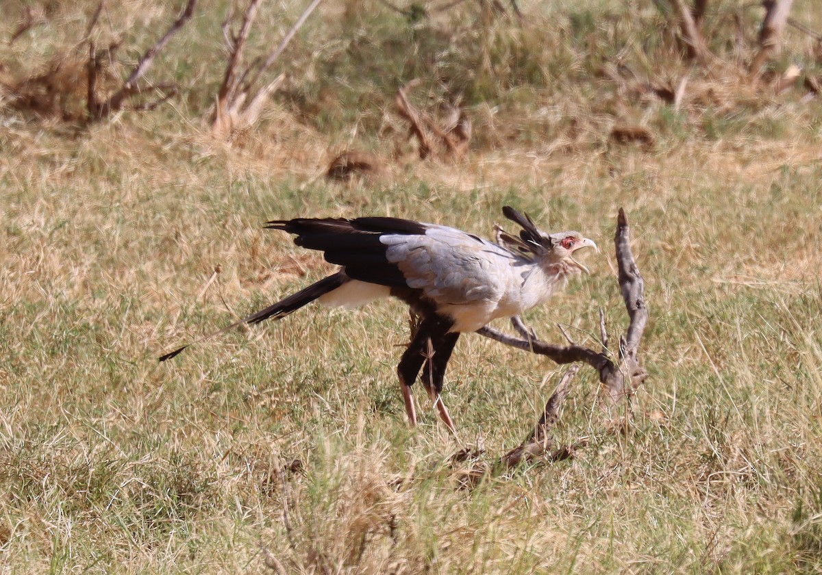 Secretarybird - ML552152031