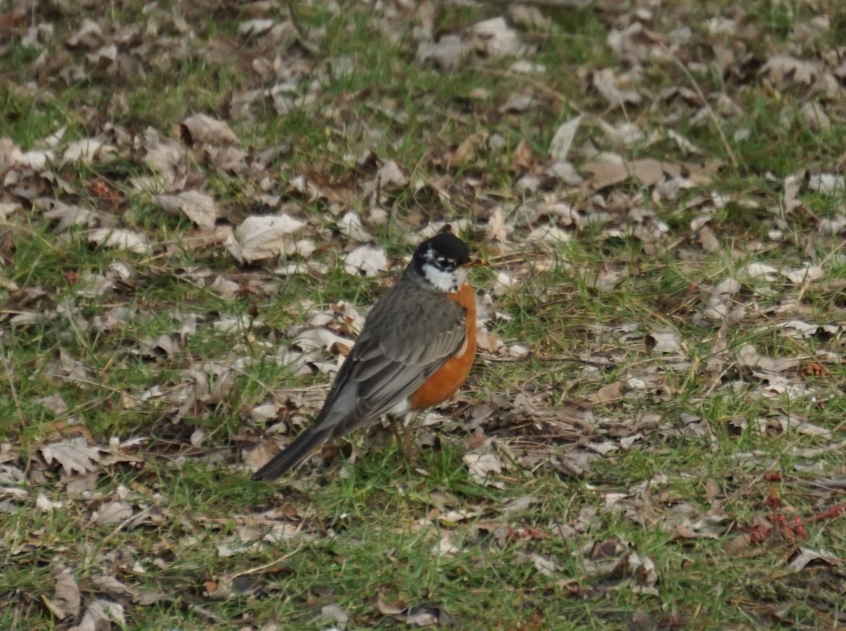 American Robin - Linda McCutcheon