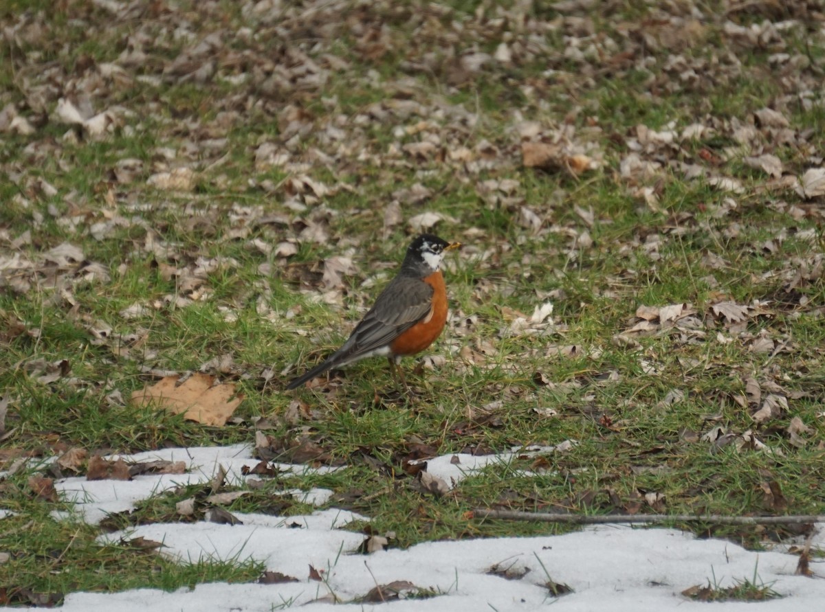 American Robin - Linda McCutcheon