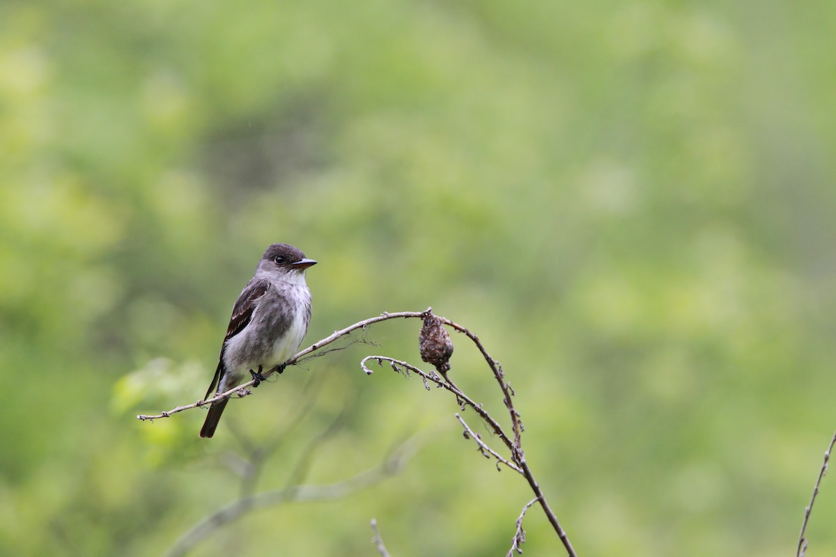 Olive-sided Flycatcher - Scott Carpenter