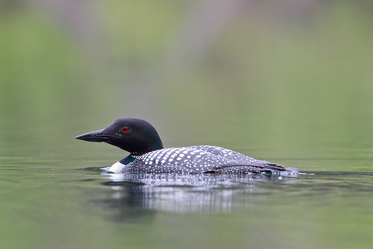 Plongeon huard - ML552154121