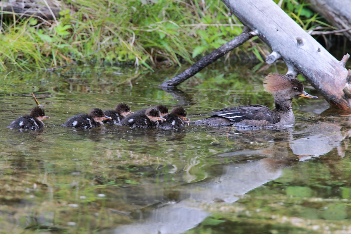 Hooded Merganser - Scott Carpenter