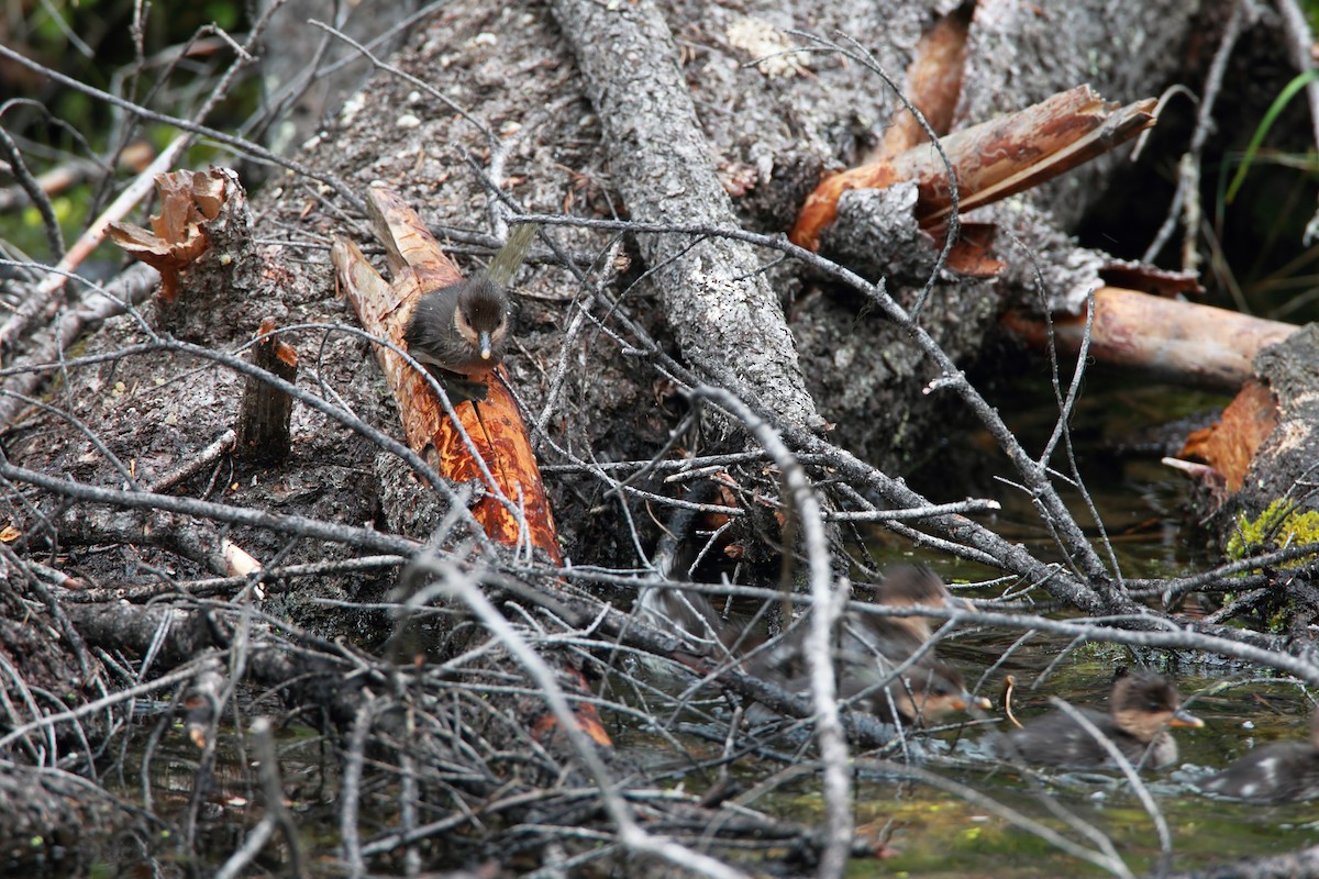 Hooded Merganser - ML552154581