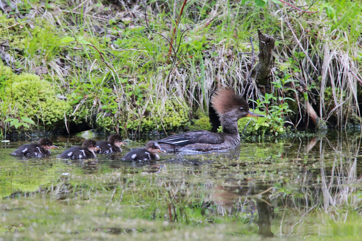 Hooded Merganser - ML552154591