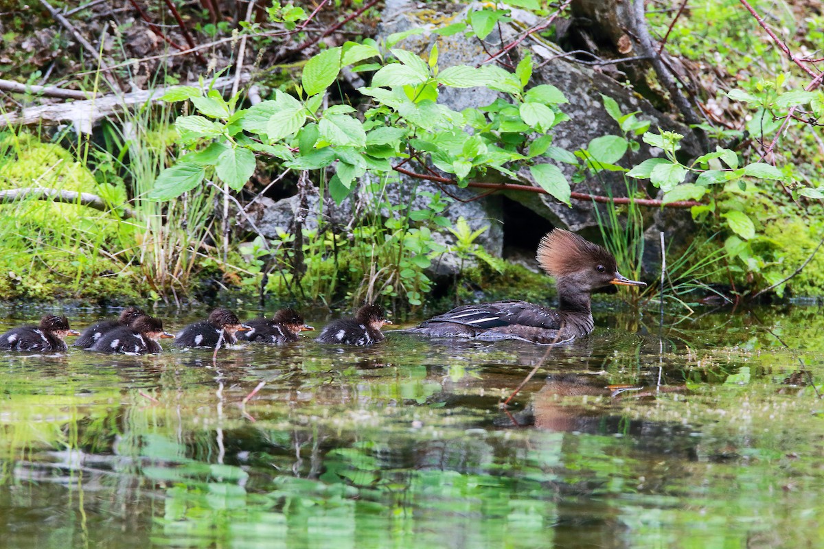 Hooded Merganser - ML552154601