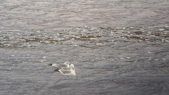 Black-legged Kittiwake (tridactyla) - ML552156381