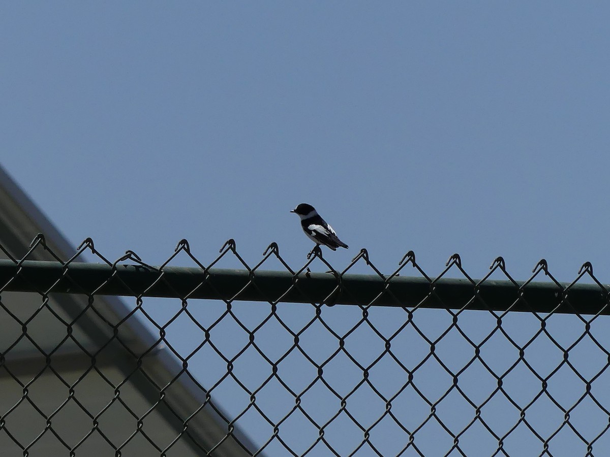 Collared Flycatcher - ML552156521