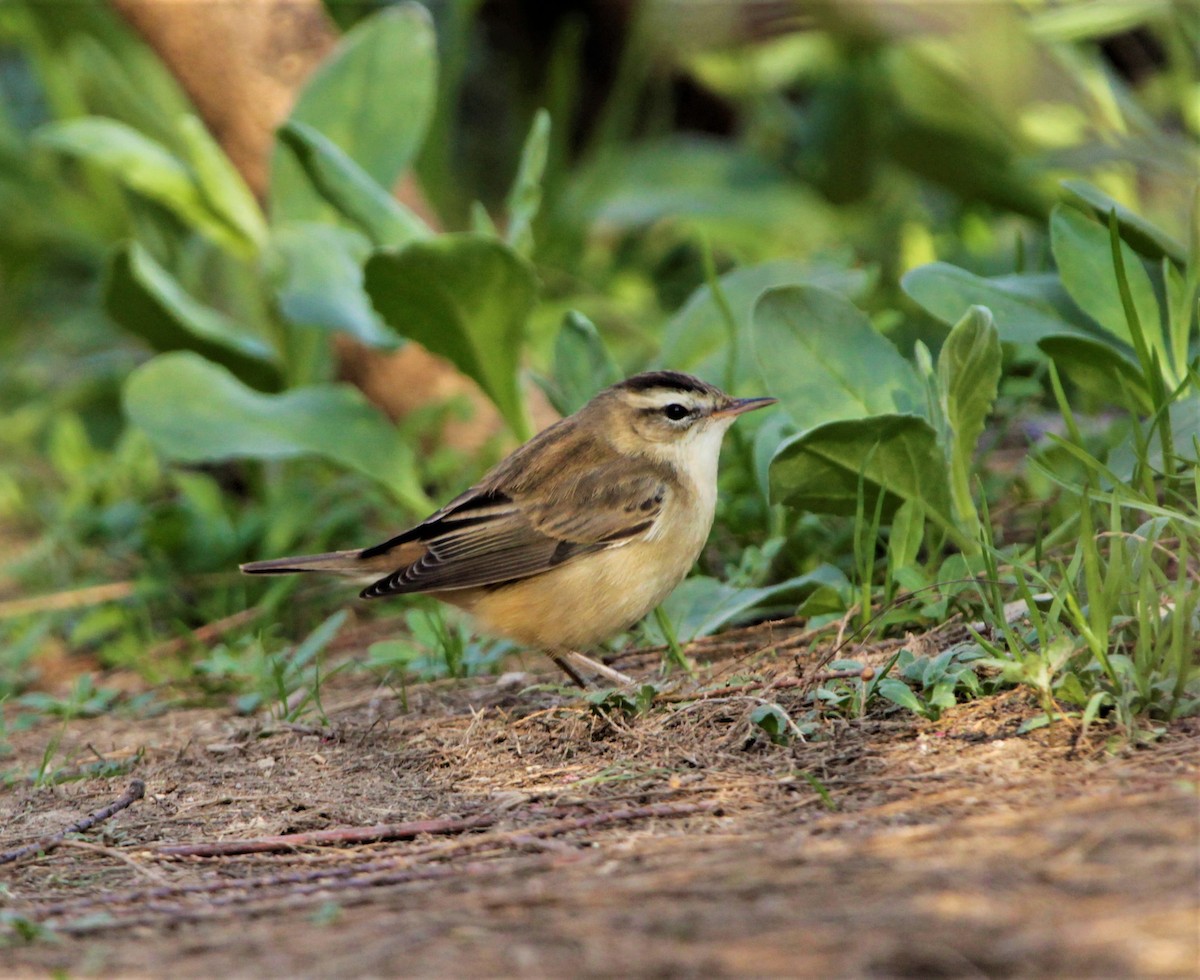 Sedge Warbler - ML552156581