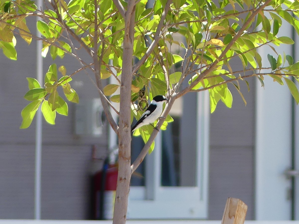 Collared Flycatcher - ML552156641