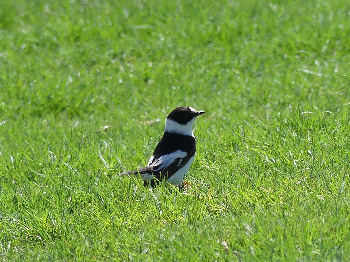 Collared Flycatcher - ML552156751