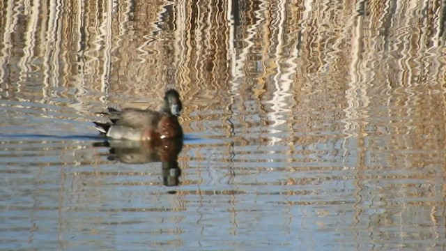 American Wigeon x Mallard (hybrid) - ML552157851