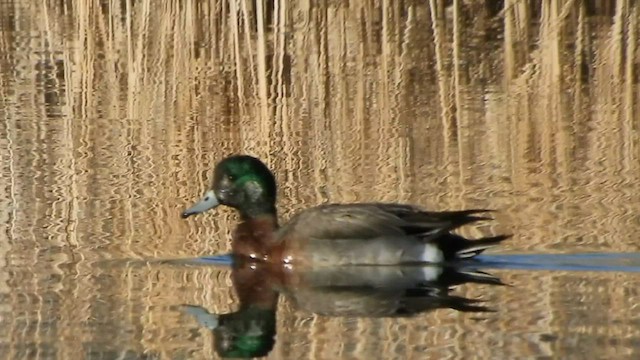 American Wigeon x Mallard (hybrid) - ML552157881