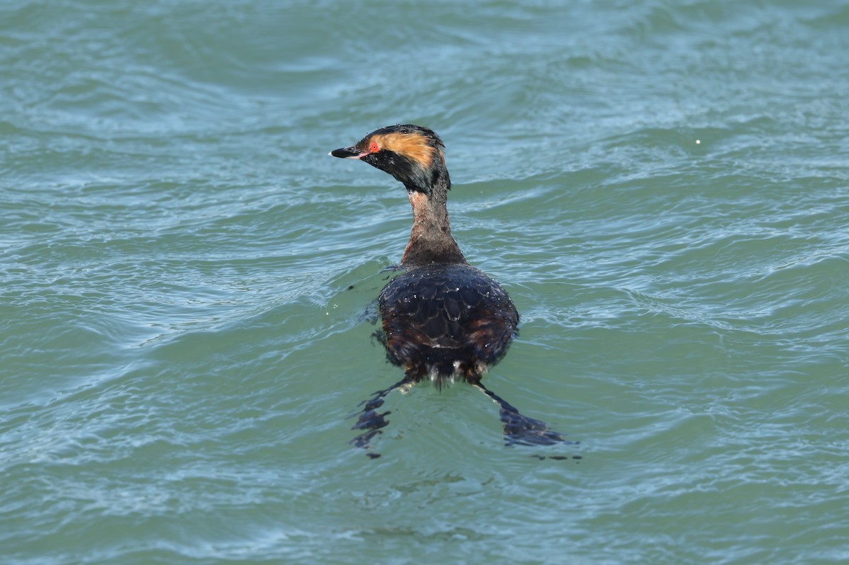 Horned Grebe - Charlie Kaars