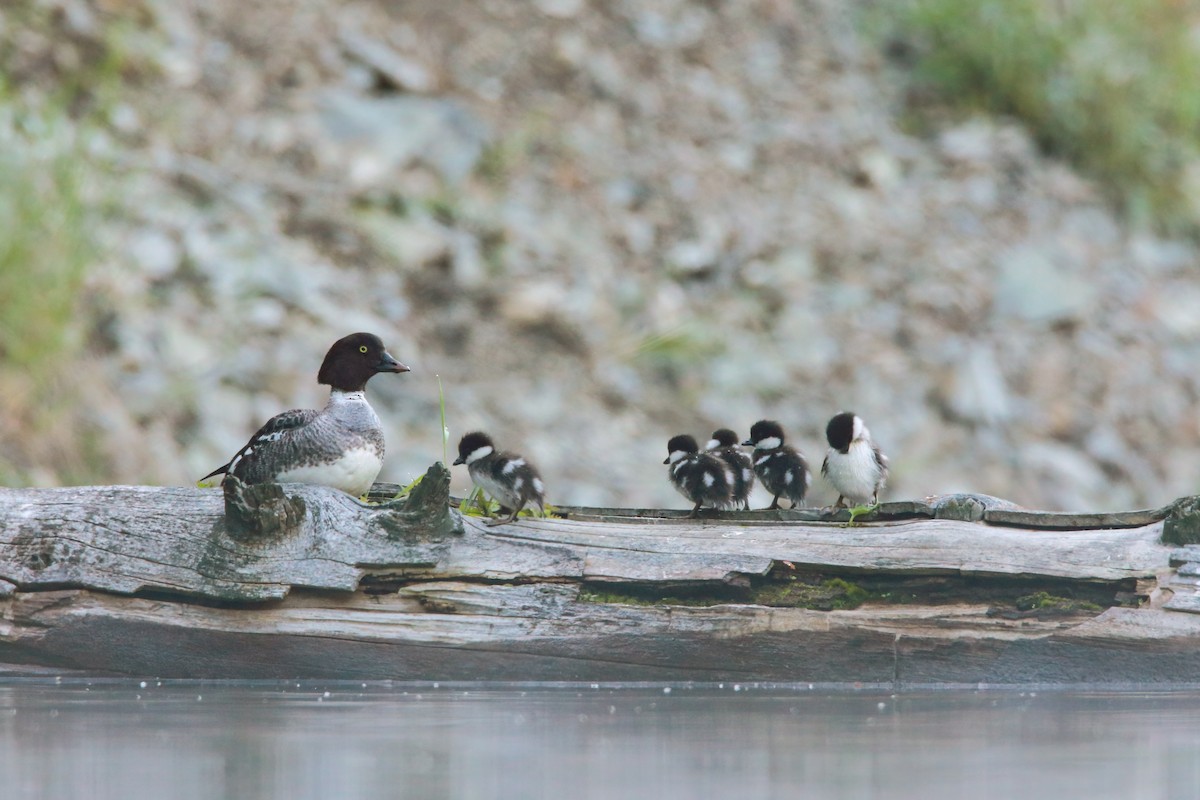 Barrow's Goldeneye - ML552159501