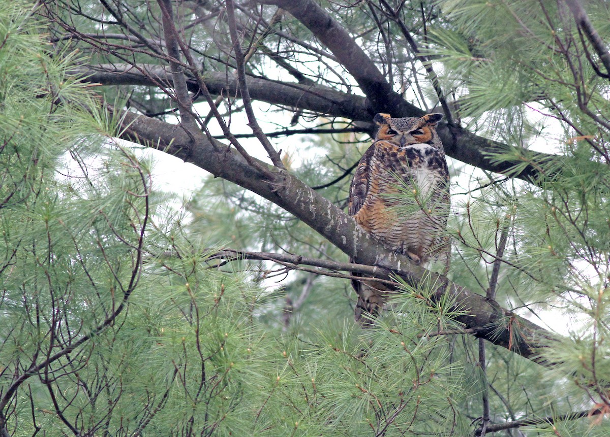 Great Horned Owl - Jeremiah Trimble
