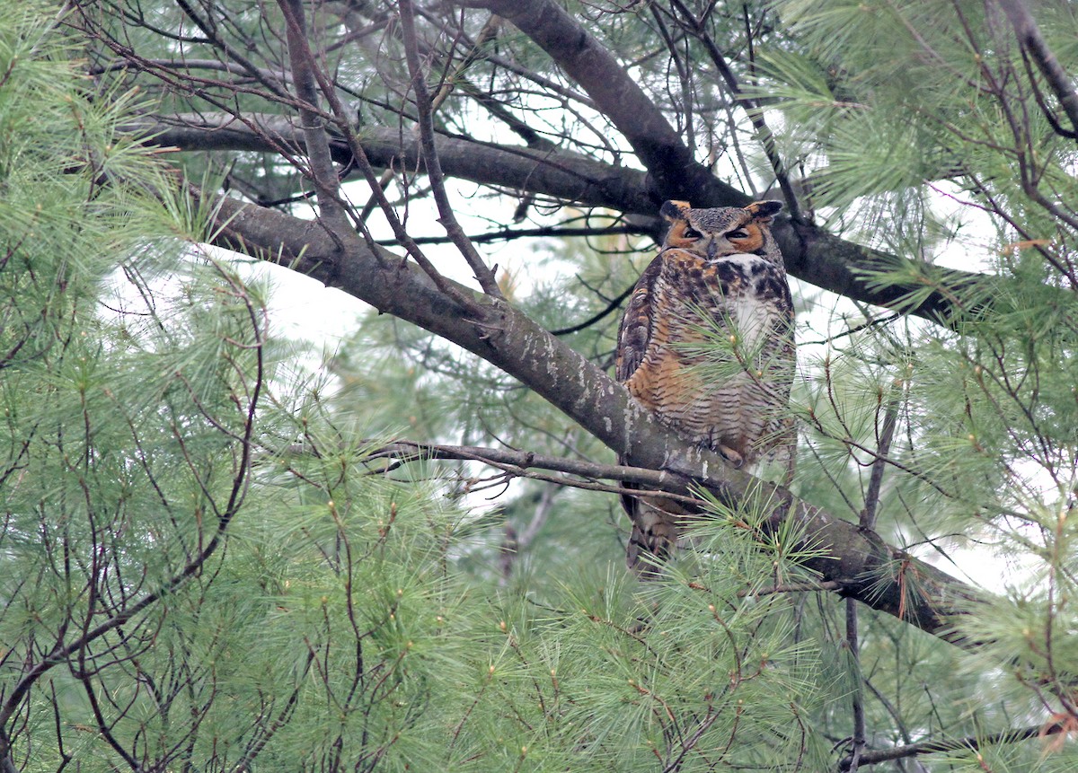 Great Horned Owl - ML55215981