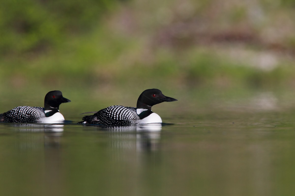 Common Loon - ML552160251