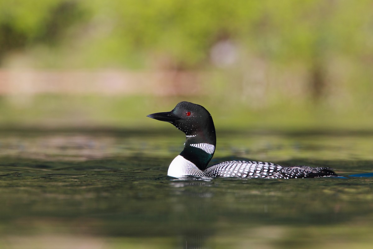 Common Loon - Scott Carpenter