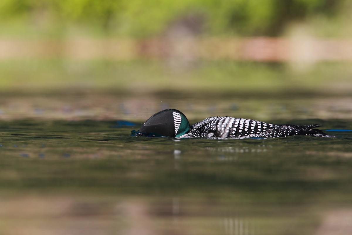 Plongeon huard - ML552160281