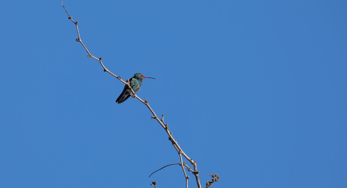 Geniş Gagalı Kolibri - ML552160341