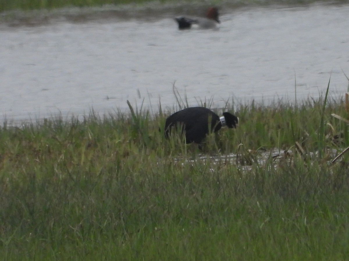 Eurasian Coot - ML552160661