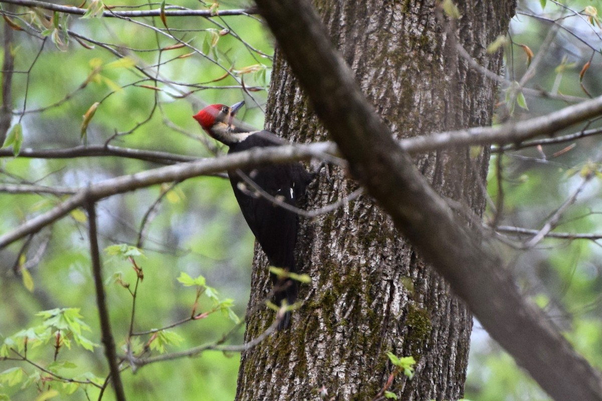 Pileated Woodpecker - ML552161221