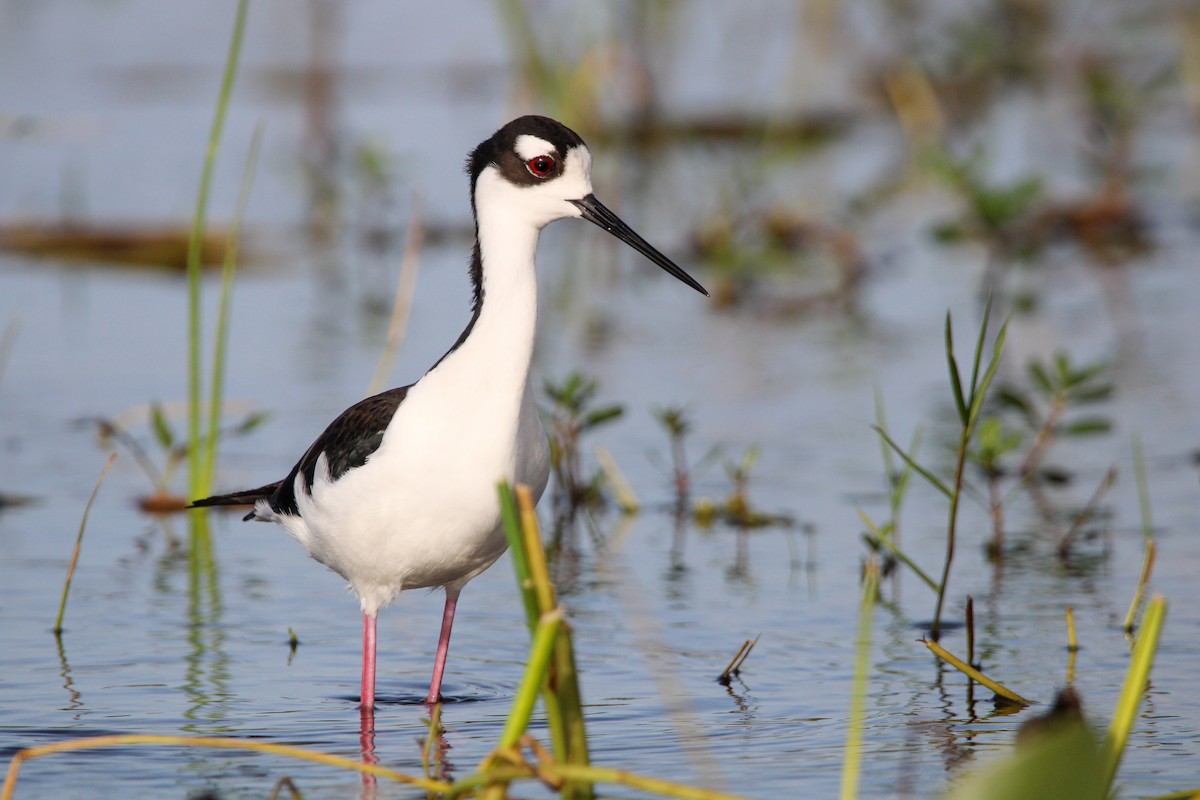 Black-necked Stilt - ML552162491