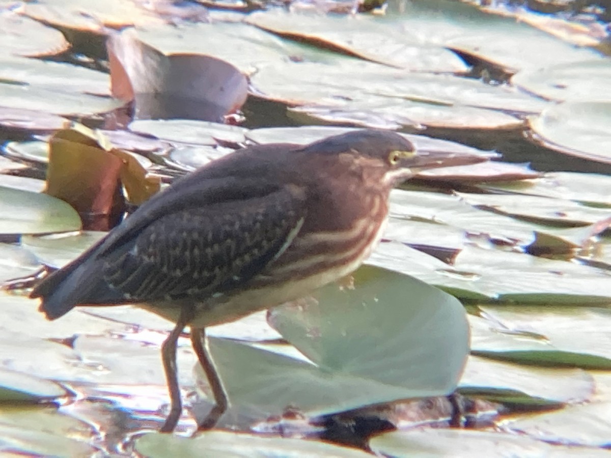 Green Heron - Angela Romanowsky