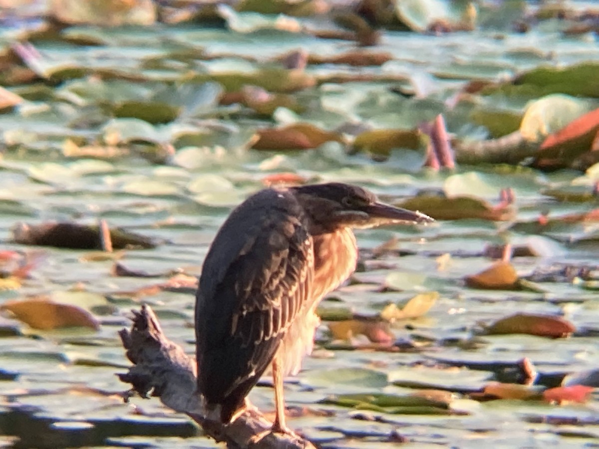 Green Heron - ML552162851