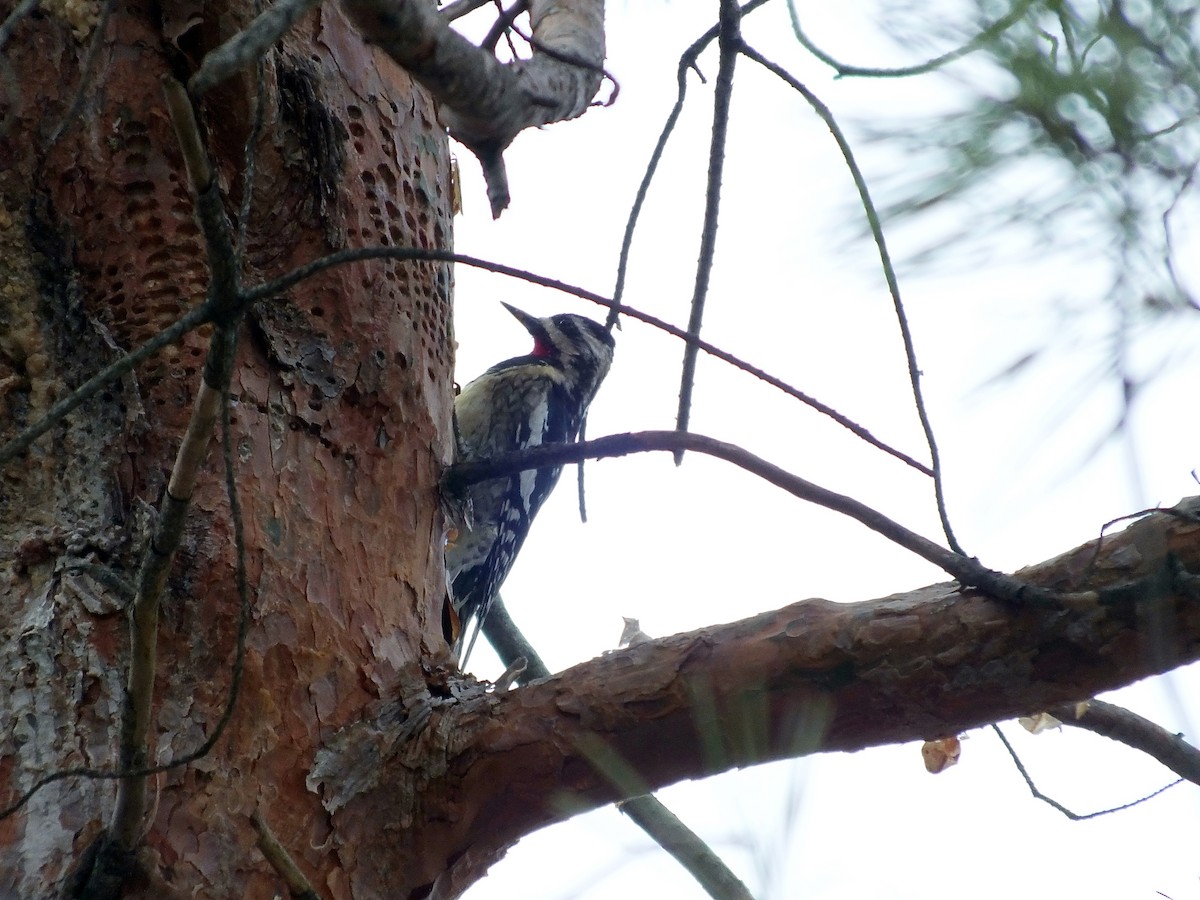 Yellow-bellied Sapsucker - ML552163181