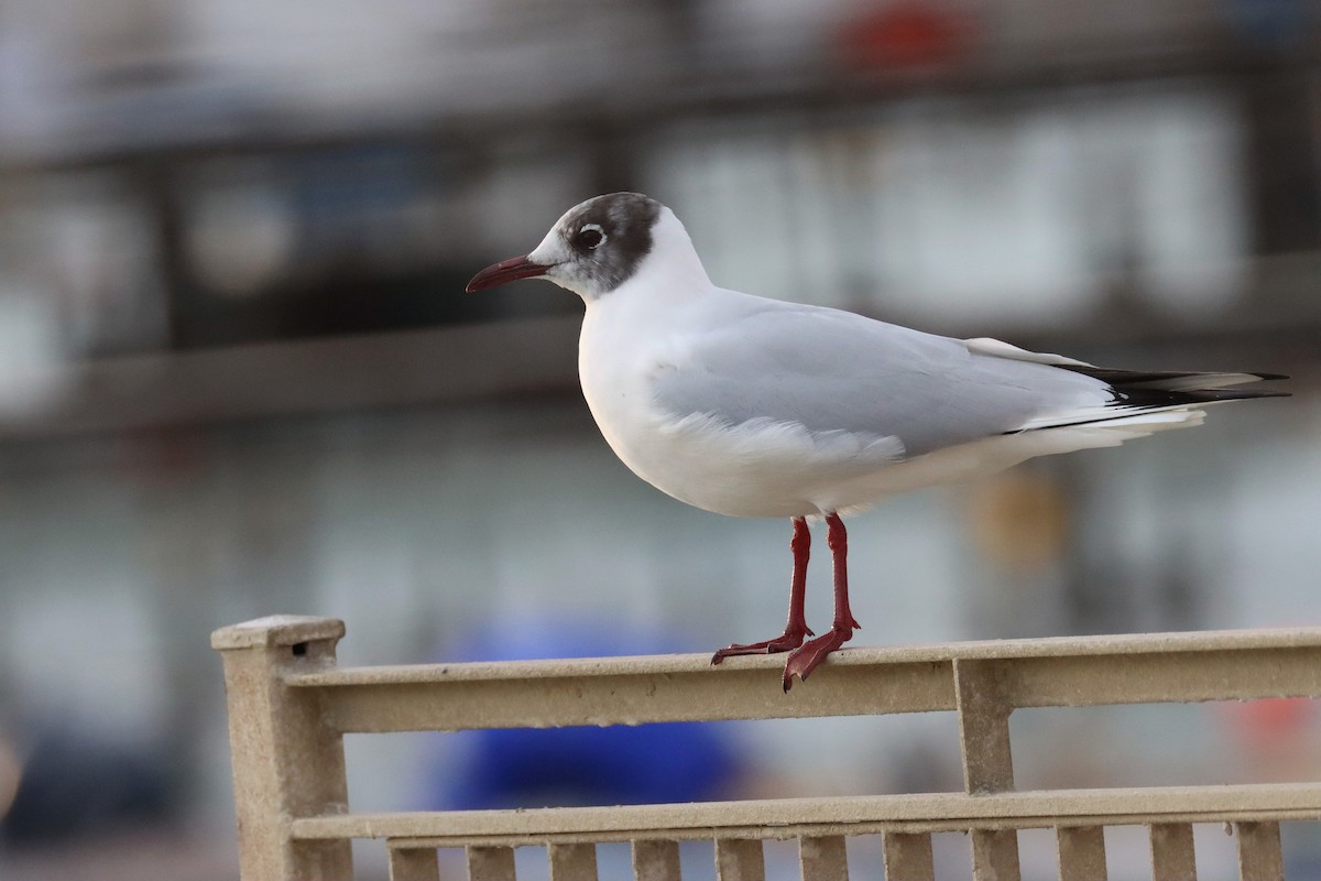 Black-headed Gull - ML552163761