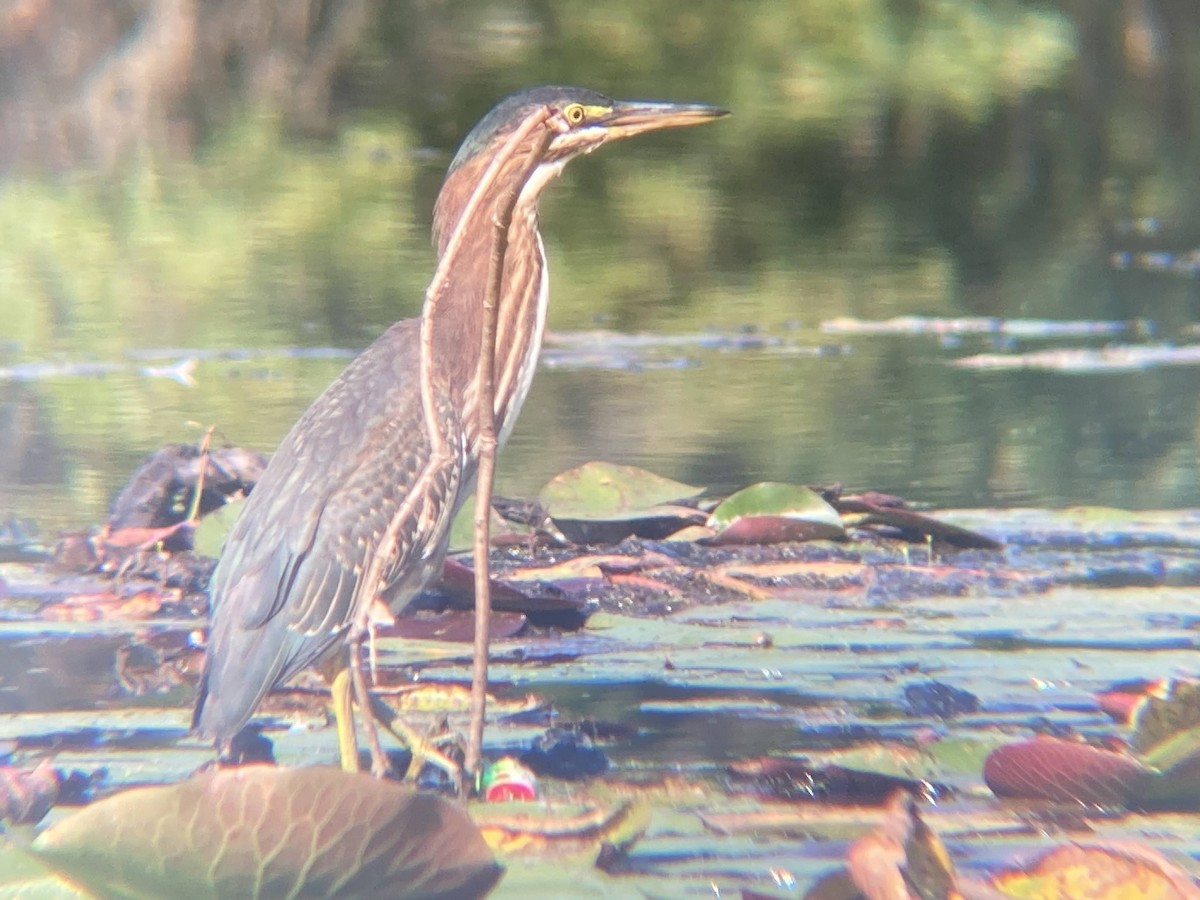 Green Heron - ML552163801