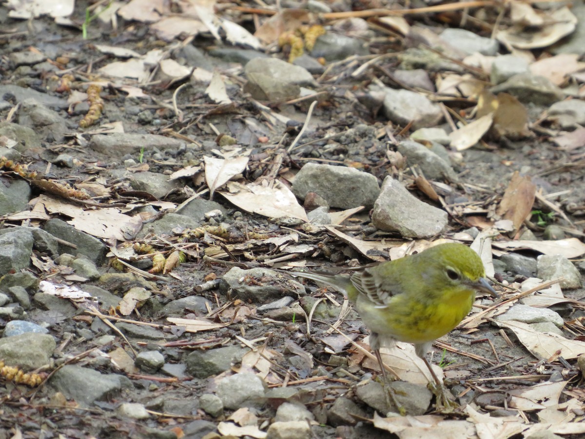 Pine Warbler - Janette Rosenbaum