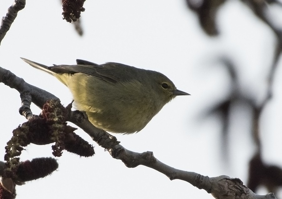 Orange-crowned Warbler - ML55216391