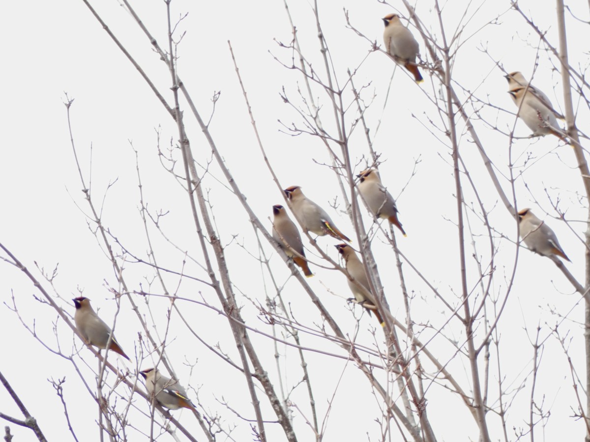 Bohemian Waxwing - ML552163991