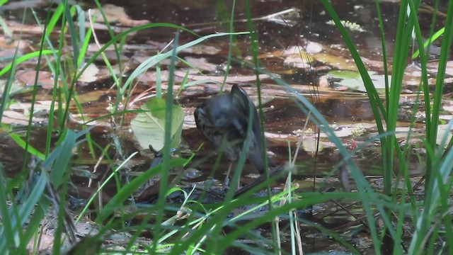 Louisiana Waterthrush - ML552164741