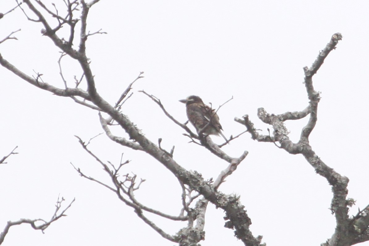 Whyte's Barbet - ML552164901