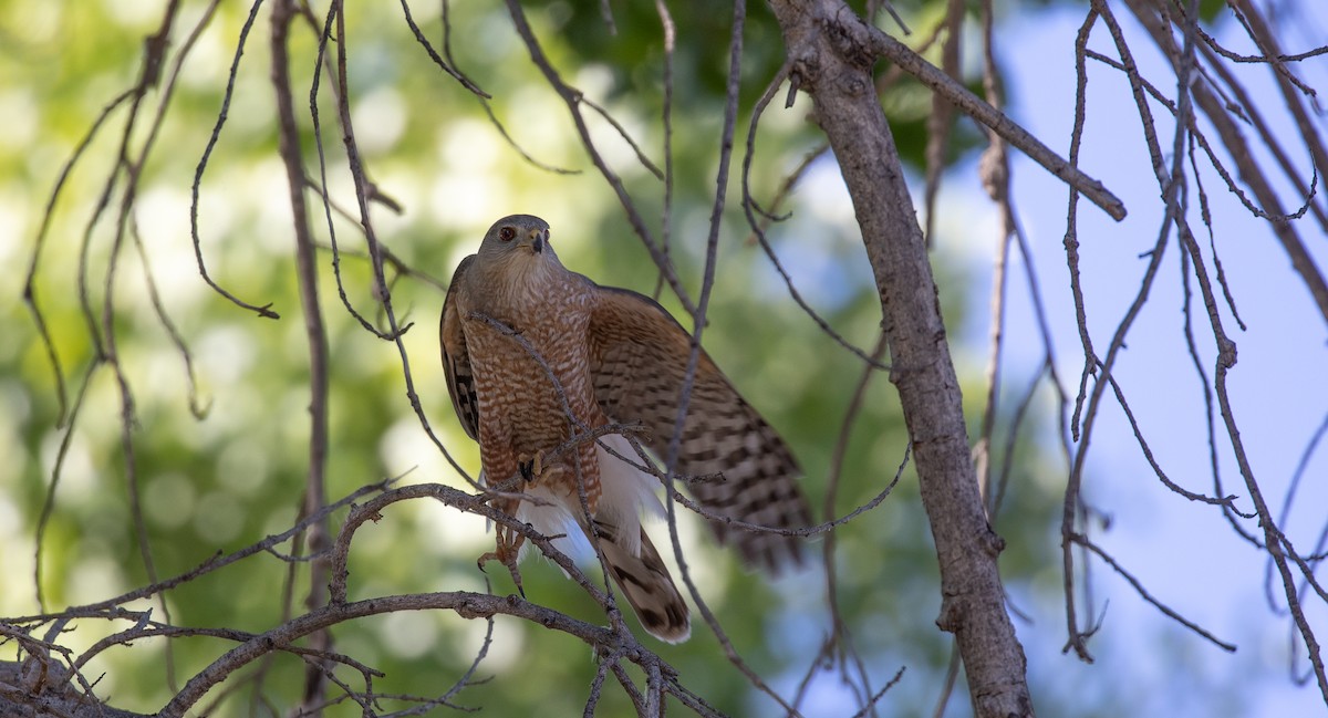 Cooper's Hawk - ML552165891