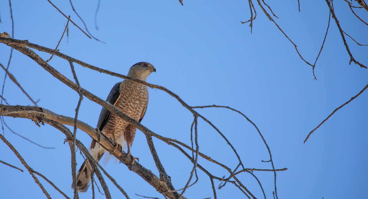 Cooper's Hawk - ML552167101